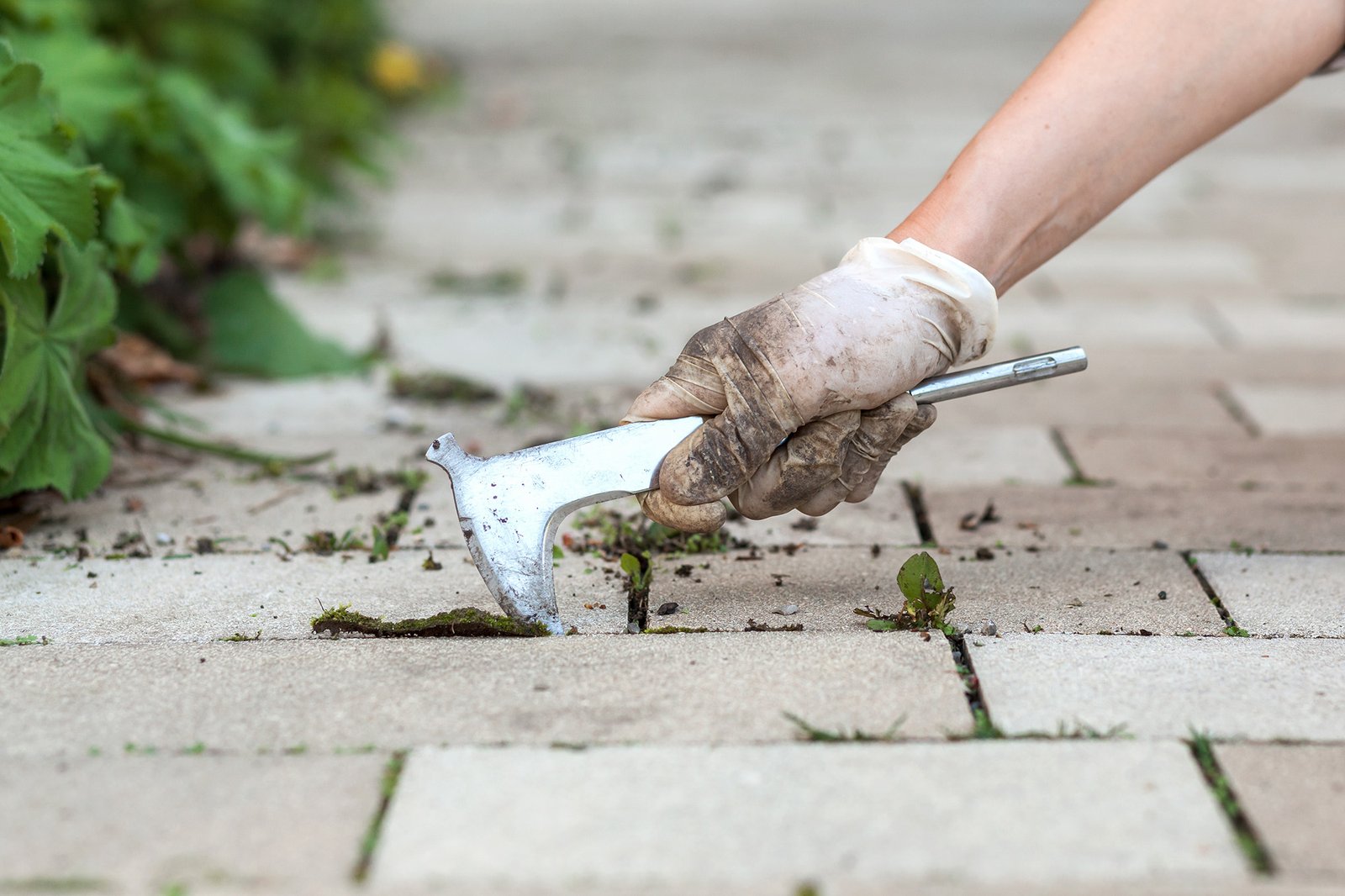 Removing Weed in Pavement Removing Weed in Pavement
